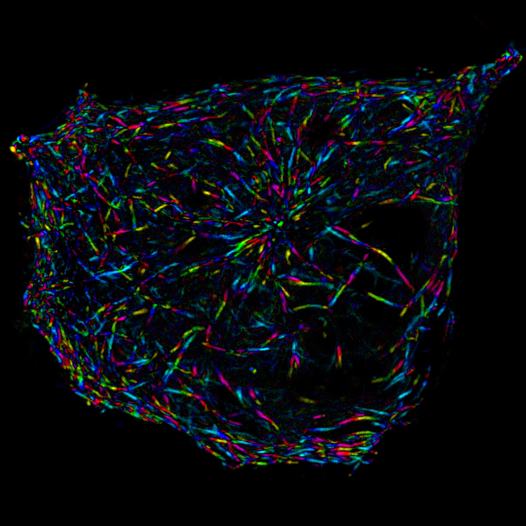 NeonCell