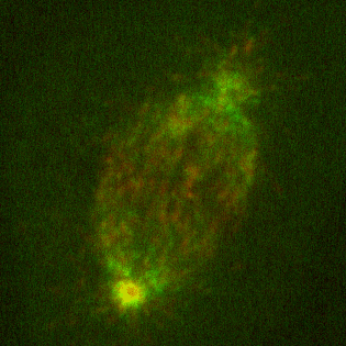 EBTACCMitotic